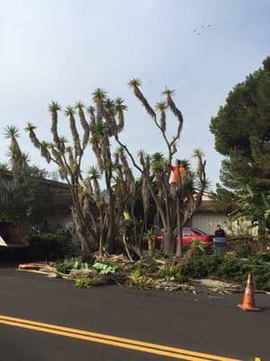 Yaka tree topped and trimmed