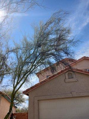 Tree branches hanging low or in the way of your beautiful home?
Let us handle the hard work and trim them!