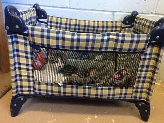 Kitten crib