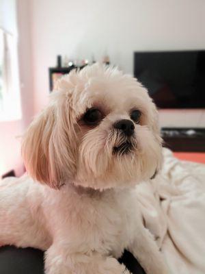 He is enjoying sitting on the freshly made bed