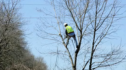 Forester Tree Service