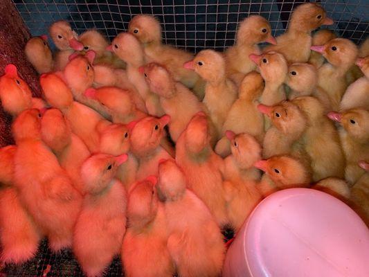 Seasonal chicks available in spring.