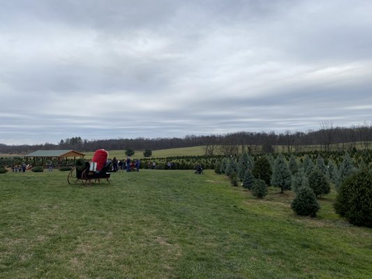 Beautiful field of trees.