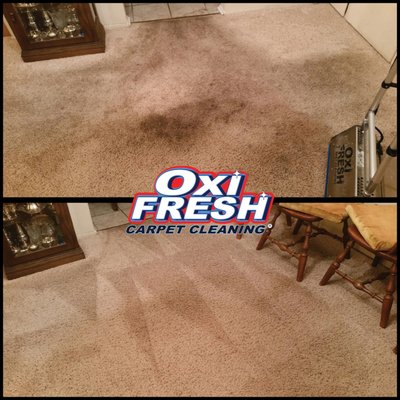 Oxi Fresh Carpet Cleaning