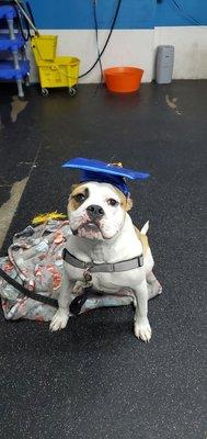 Look mom I'm a 2x graduate of 2 dog classes. Can we do another class?  I LOVE LEARNING!!!