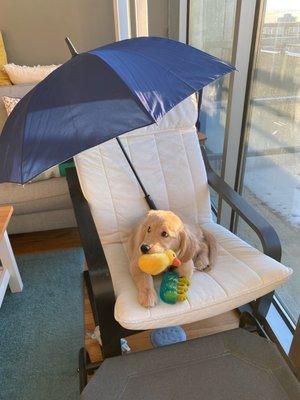 Let me help you set your puppy up for success! This little girl was scared of umbrellas! Look at her now.