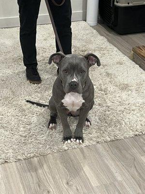 Blue nose pitbull named Rayne. So cute!