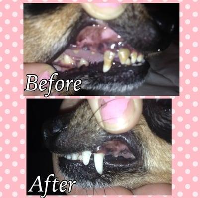 Took my dog Dixie Lee in to have her teeth cleaned and this was the results! They are sooo fantastic at what they do!!! A++++