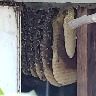 Another bee hive removal.