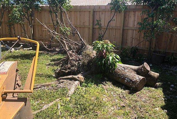 Tree removal Service Provider