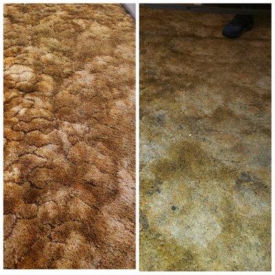 Lowell Carpet Care