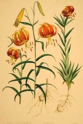 Turk's Cap Lily by Elwe, 1877-80