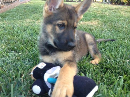 K9 Danka with her police car