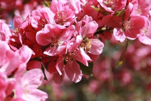 Crab apple spring blossoms