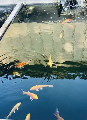 Smaller koi