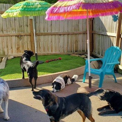 Dog Days Canine Playschool