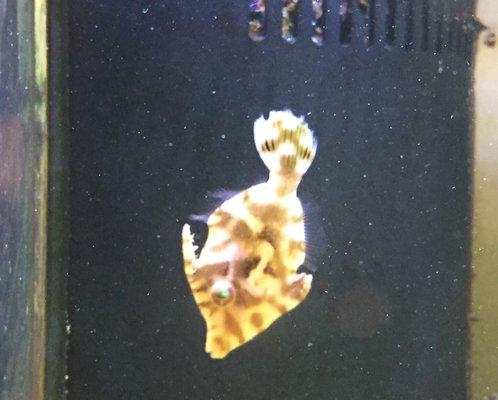 My baby matted filefish