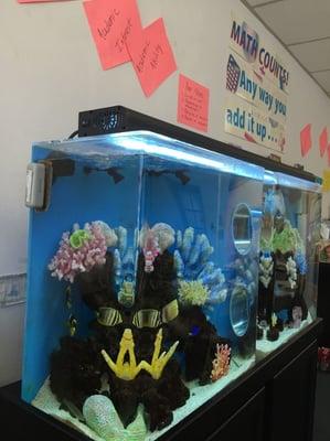 Our gorgeous tropical fish tank