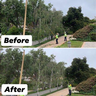 White birch trees before and after a cleaning