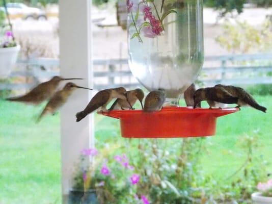 Summer of 2015 . . . Busy day full of Hummingbirds.