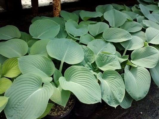 Plantation Lily Hostas