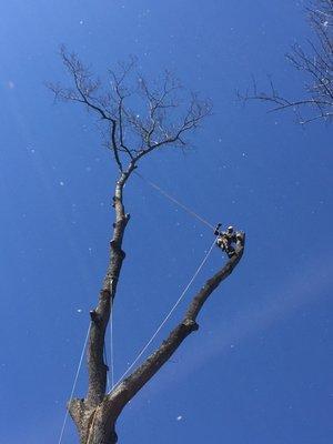 Lightning struck Tuliptree; mid-removal