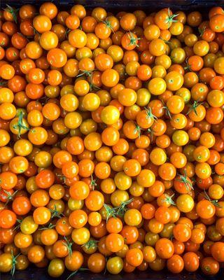 Sungold Tomatoes