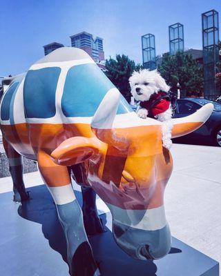 Dr. Smallz, a small, white, Maltese, puppy dog poses  with a colorful, cow statue. There are 75 cow statues in the 2023 Boston Cow Parade!