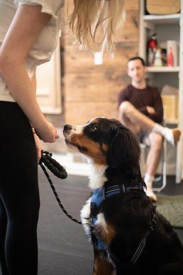 Big lug Bernese mountain dog with in class learning