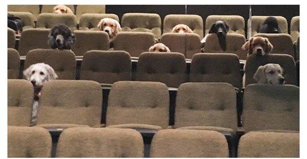 Should we have a home theater for our Pets? My daughter says yes!