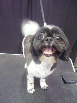 Viola the Shih-Tzu, we love her!