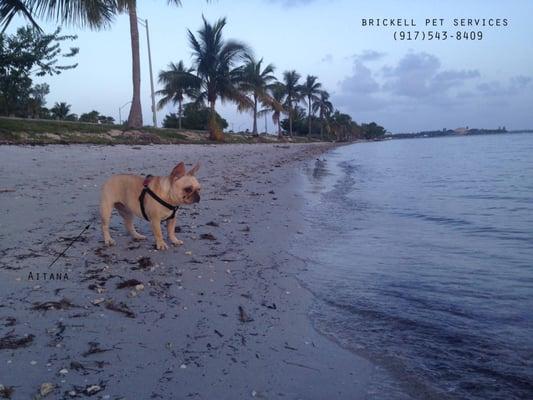 Key Biscayne Beach walk!