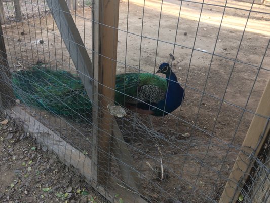 Petting zoo/ animal area to ride bikes to.