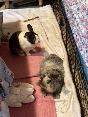 My rabbits Chilly and Charles. Helped diagnose Chilly with pasteurella.