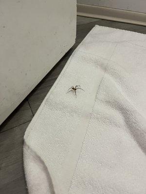 I decided to name him Bobby the Brown Recluse. We met while I was drying off after a shower. Bobby was chilling in my towel.