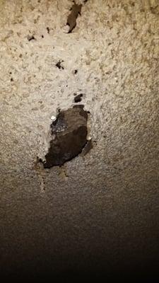 Black mold in the ceiling