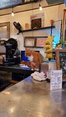 Bar cat