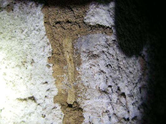 Exposing the hidden threat: Subterranean termites revealed in the opened tube.