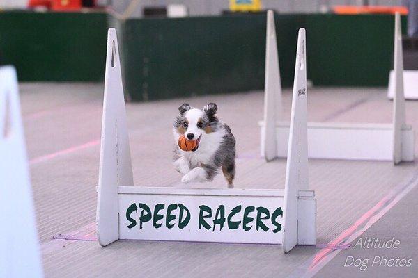 Flyball!