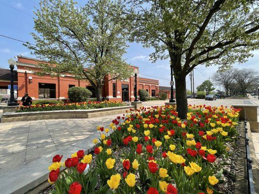 Spring at the Main Street Downers Grove Train Station.