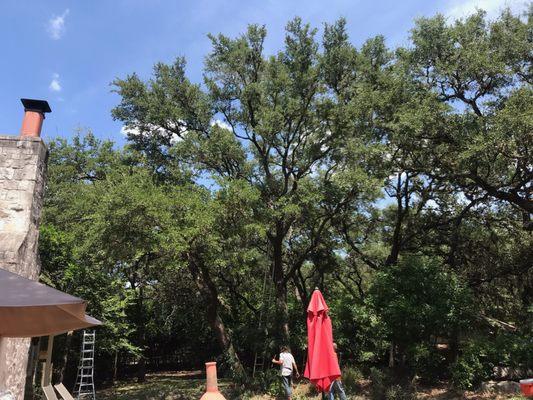 Fair Oaks Ranch Tree Trimming