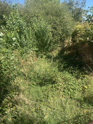 Vegetation & grass covering dry creek