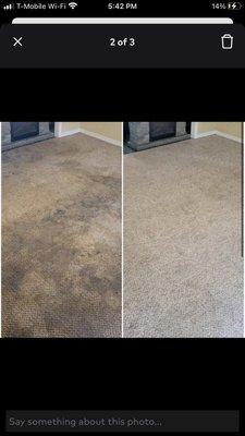 Pet spot removal and stain removal