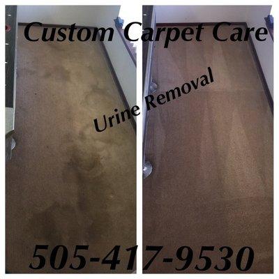 Custom Carpet Cleaning