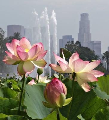 Lotus Garden, LA