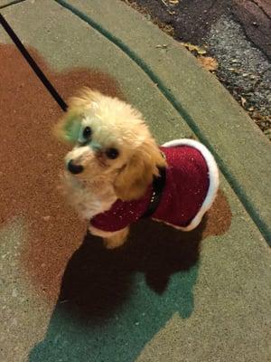 Bentley is ready for his first Christmas. He's ready to explore Maplewood!