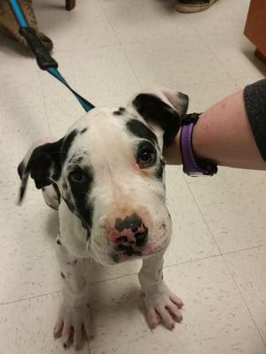 Spotacus the Great (Dane) is so handsome!