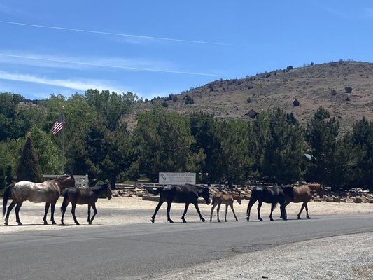 Wild horses outside the property