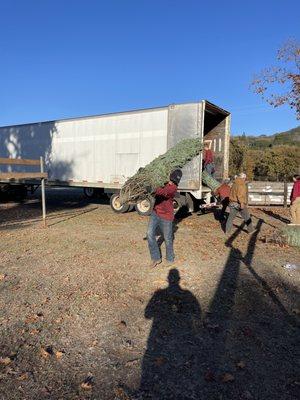 Unloading fresh trees