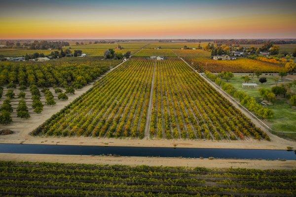 West Lodi vineyards